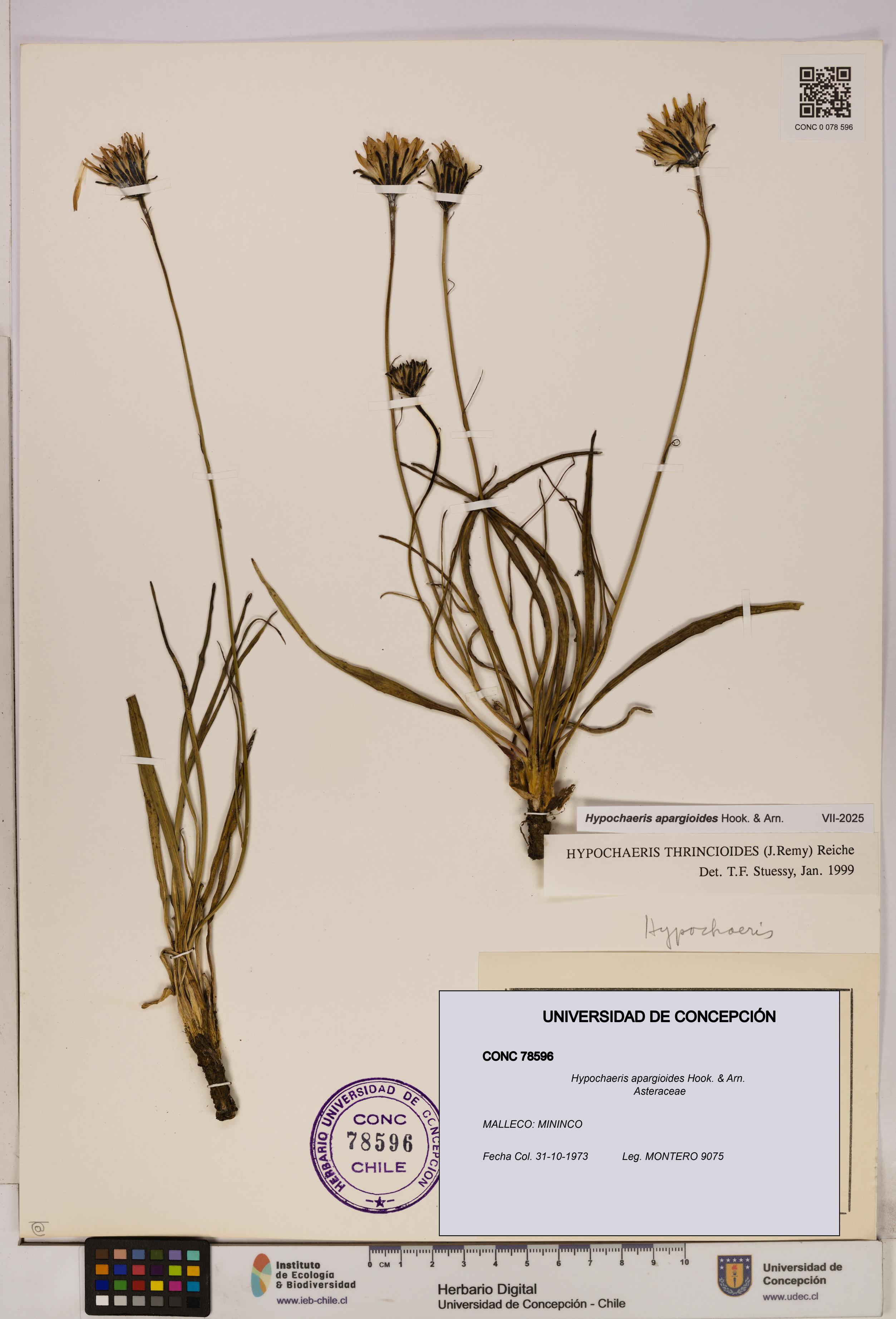 Hypochaeris apargioides [Espécimen: UDEC:CONC:0078596]