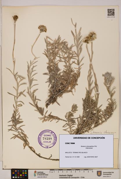 Senecio chionophilus [Espécimen: UDEC:CONC:0078598]