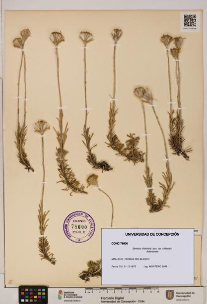 Senecio chilensis var. chilensis [Espécimen: UDEC:CONC:0078600]