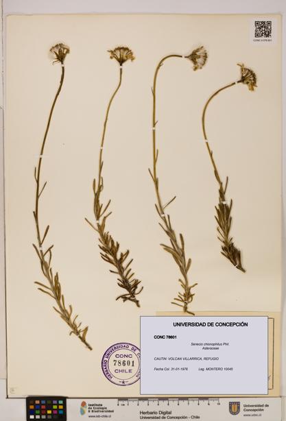 Senecio chionophilus [Espécimen: UDEC:CONC:0078601]
