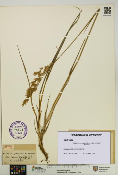 Festuca purpurascens [Espécimen: UDEC:CONC:0078604]
