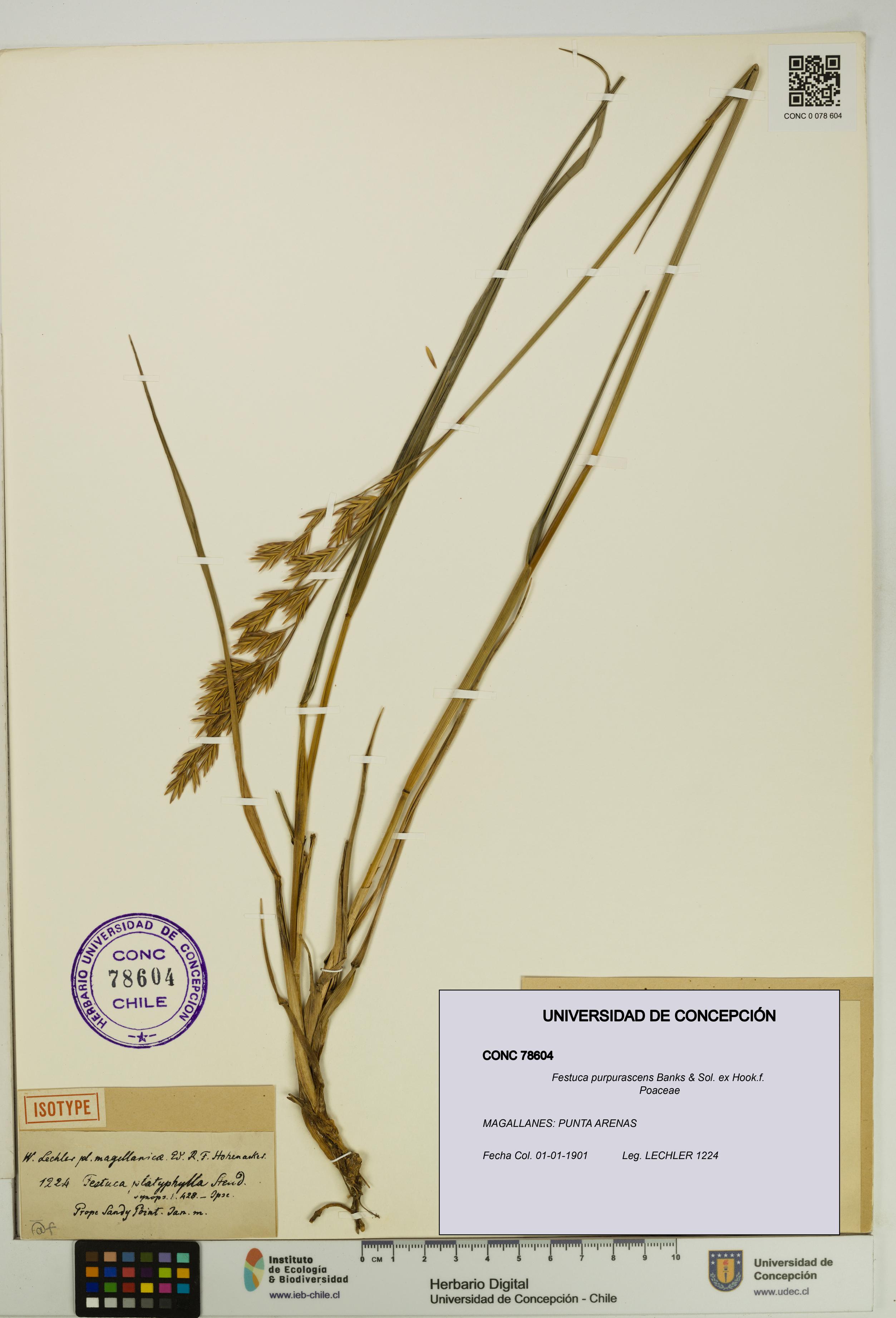 Festuca purpurascens [Espécimen: UDEC:CONC:0078604]