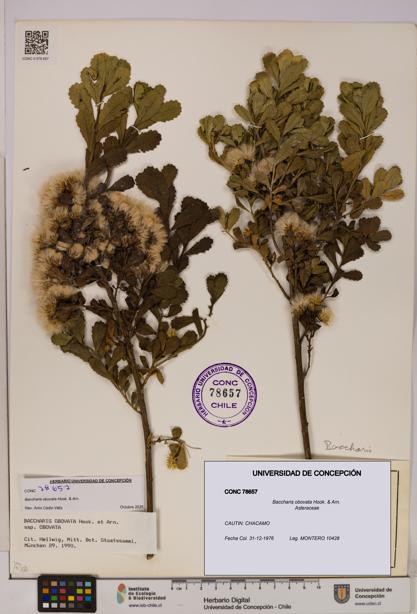 Baccharis obovata [Espécimen: UDEC:CONC:0078657]