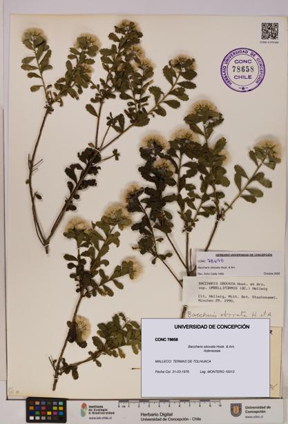 Baccharis obovata [Espécimen: UDEC:CONC:0078658]