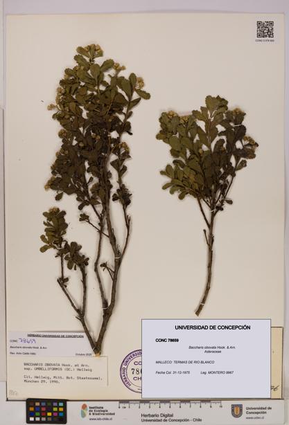 Baccharis obovata [Espécimen: UDEC:CONC:0078659]