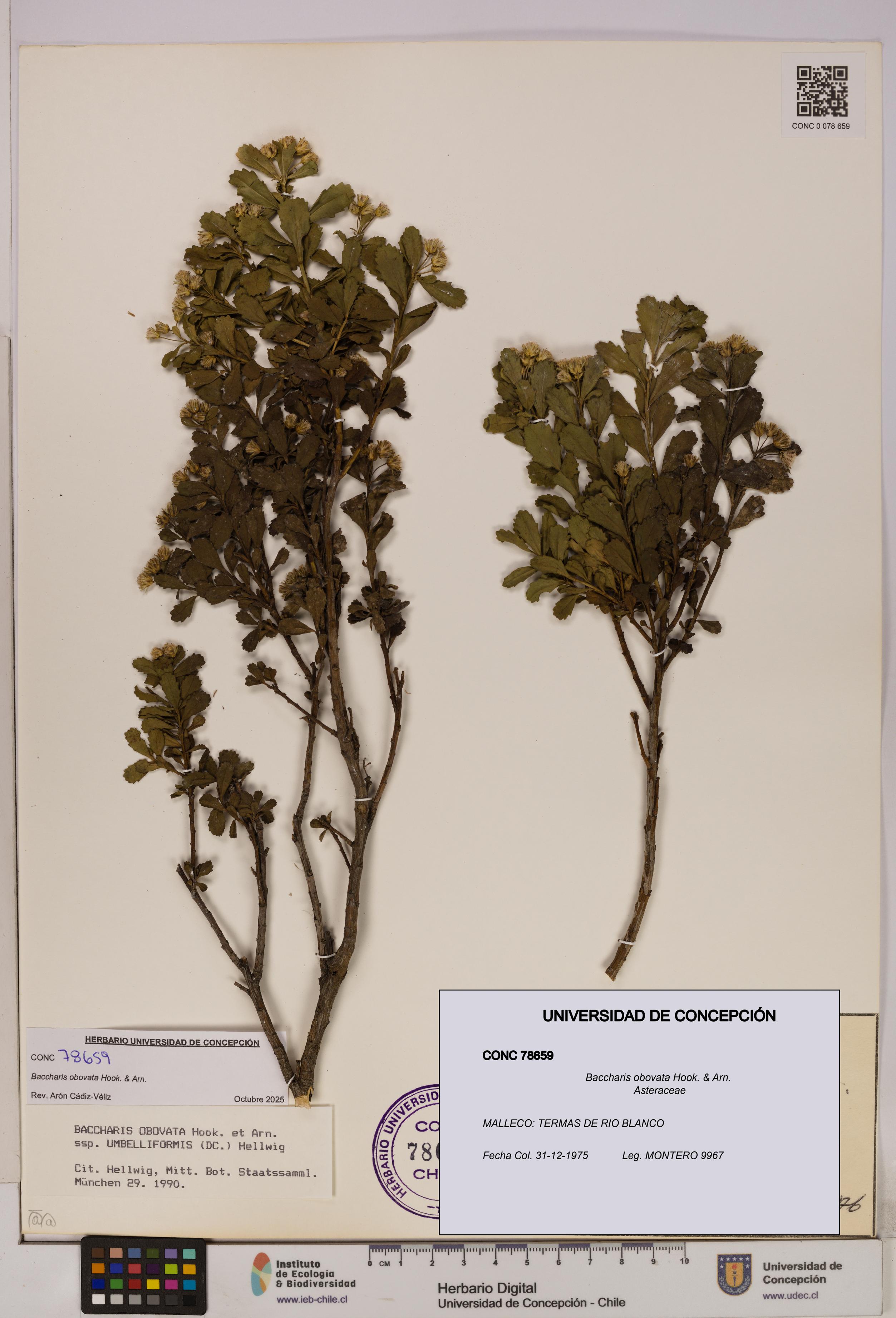 Baccharis obovata [Espécimen: UDEC:CONC:0078659]