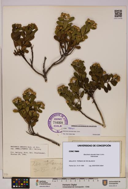 Baccharis obovata [Espécimen: UDEC:CONC:0078660]