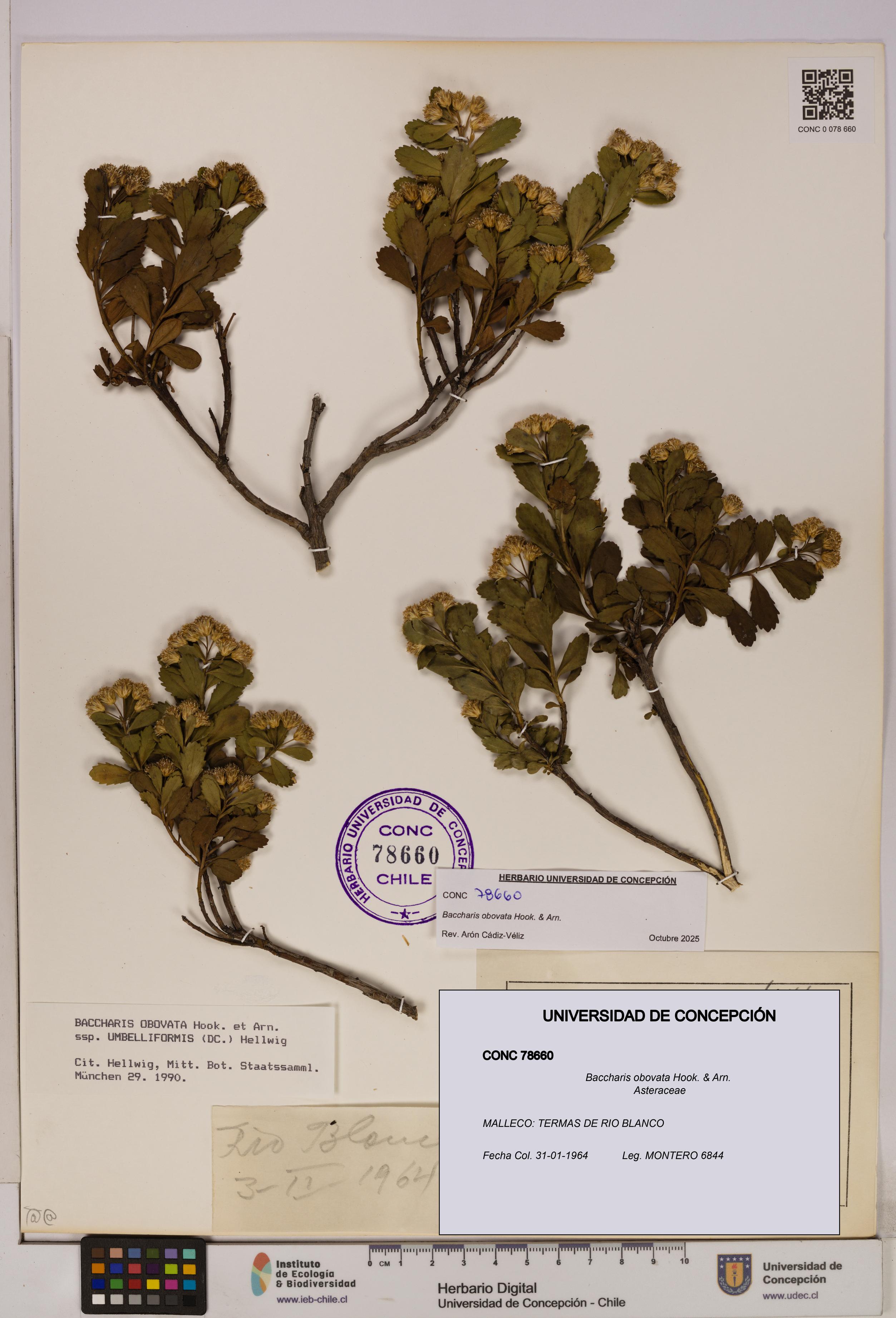 Baccharis obovata [Espécimen: UDEC:CONC:0078660]