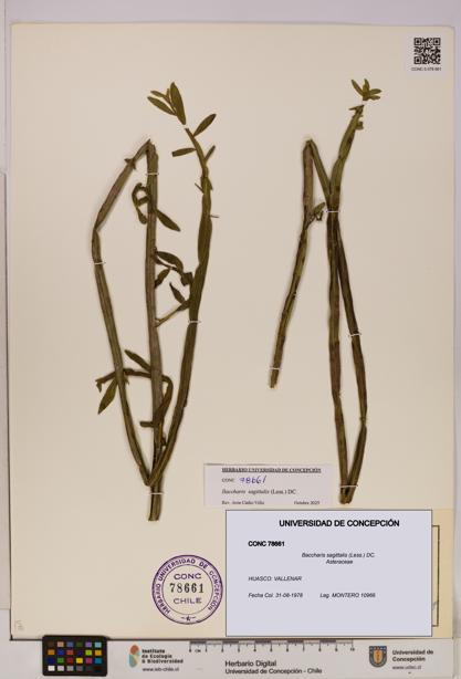 Baccharis sagittalis [Espécimen: UDEC:CONC:0078661]