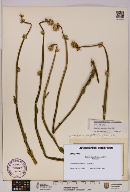 Baccharis sagittalis [Espécimen: UDEC:CONC:0078662]