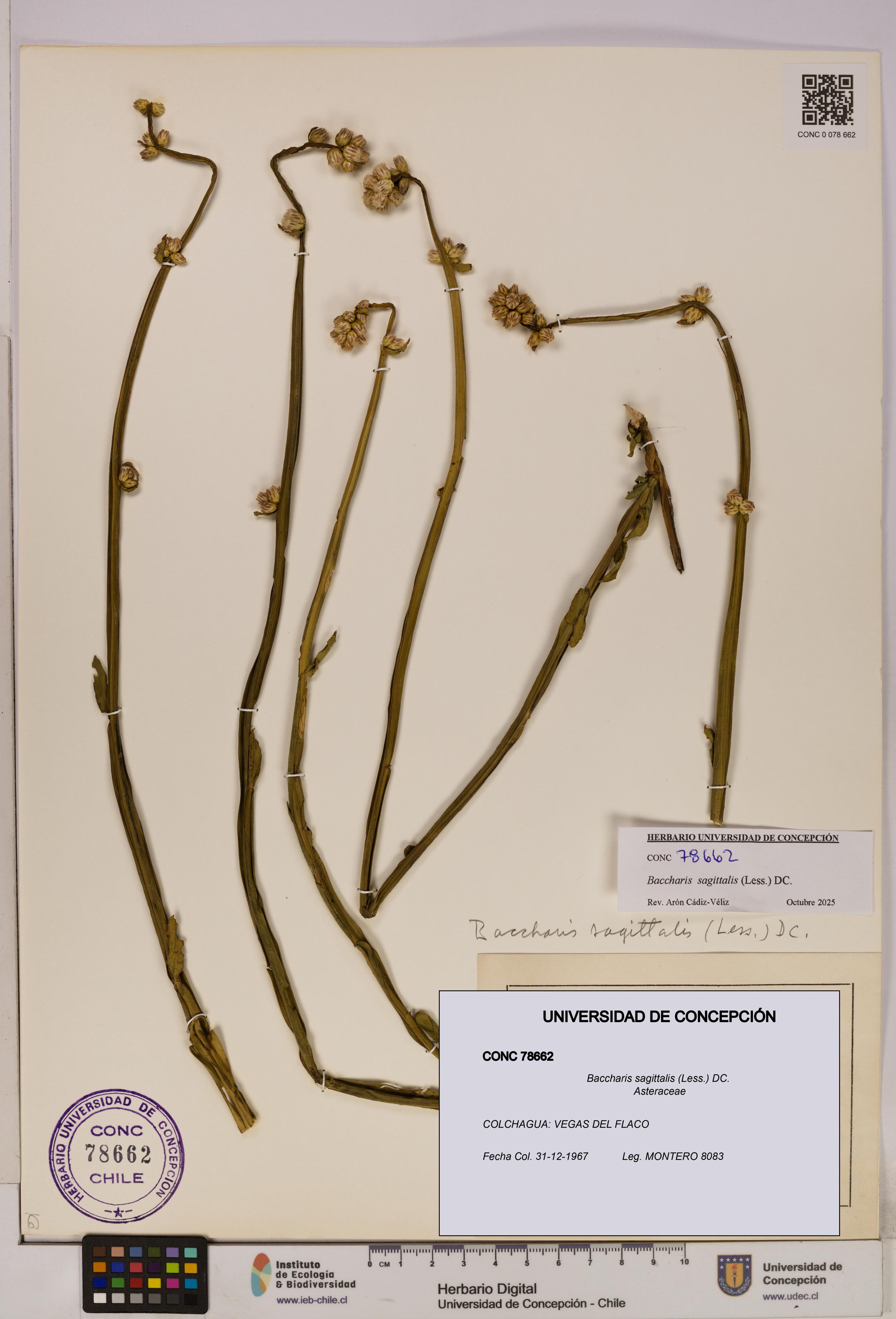 Baccharis sagittalis [Espécimen: UDEC:CONC:0078662]