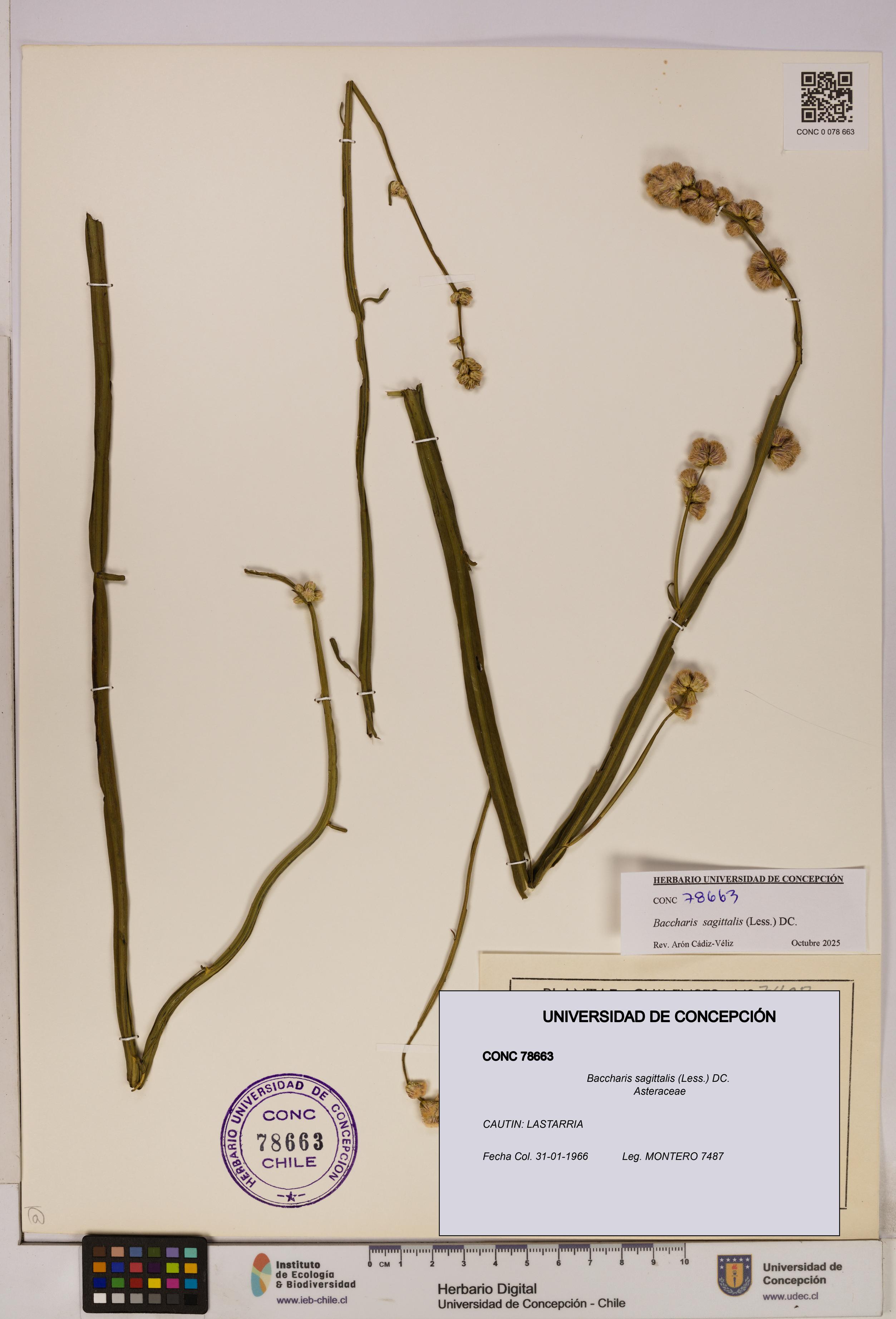 Baccharis sagittalis [Espécimen: UDEC:CONC:0078663]