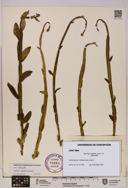 Baccharis sagittalis [Espécimen: UDEC:CONC:0078664]