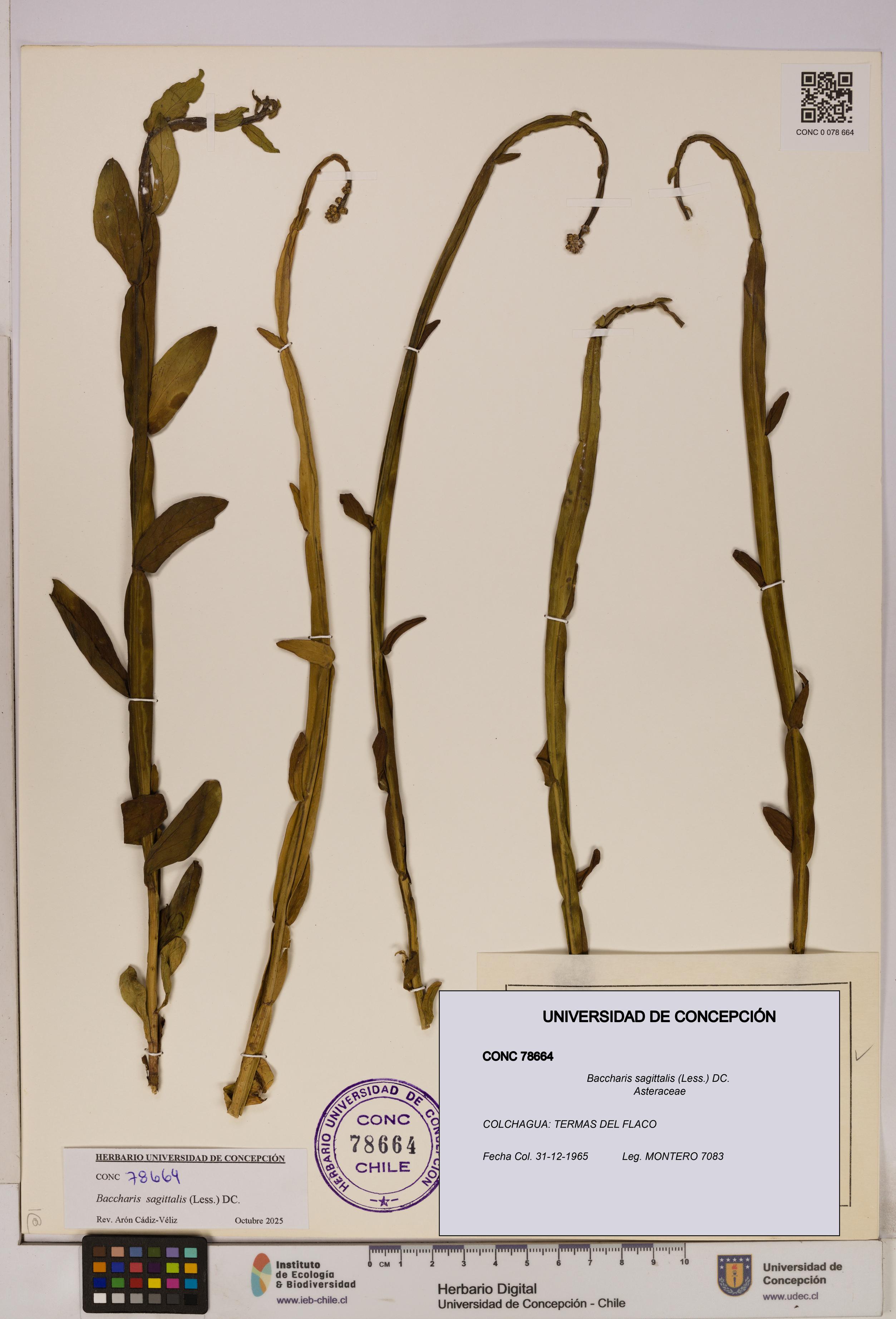 Baccharis sagittalis [Espécimen: UDEC:CONC:0078664]