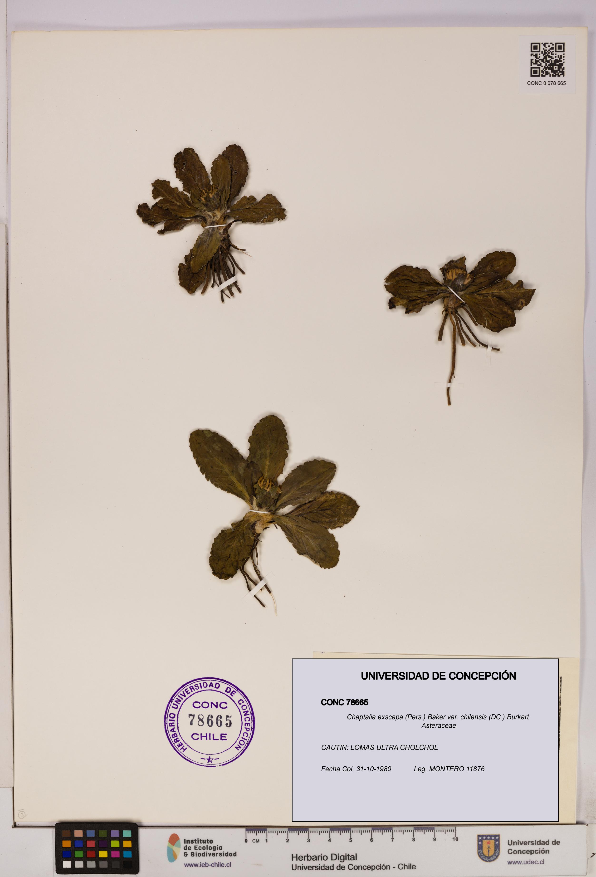 Chaptalia exscapa var. chilensis [Espécimen: UDEC:CONC:0078665]