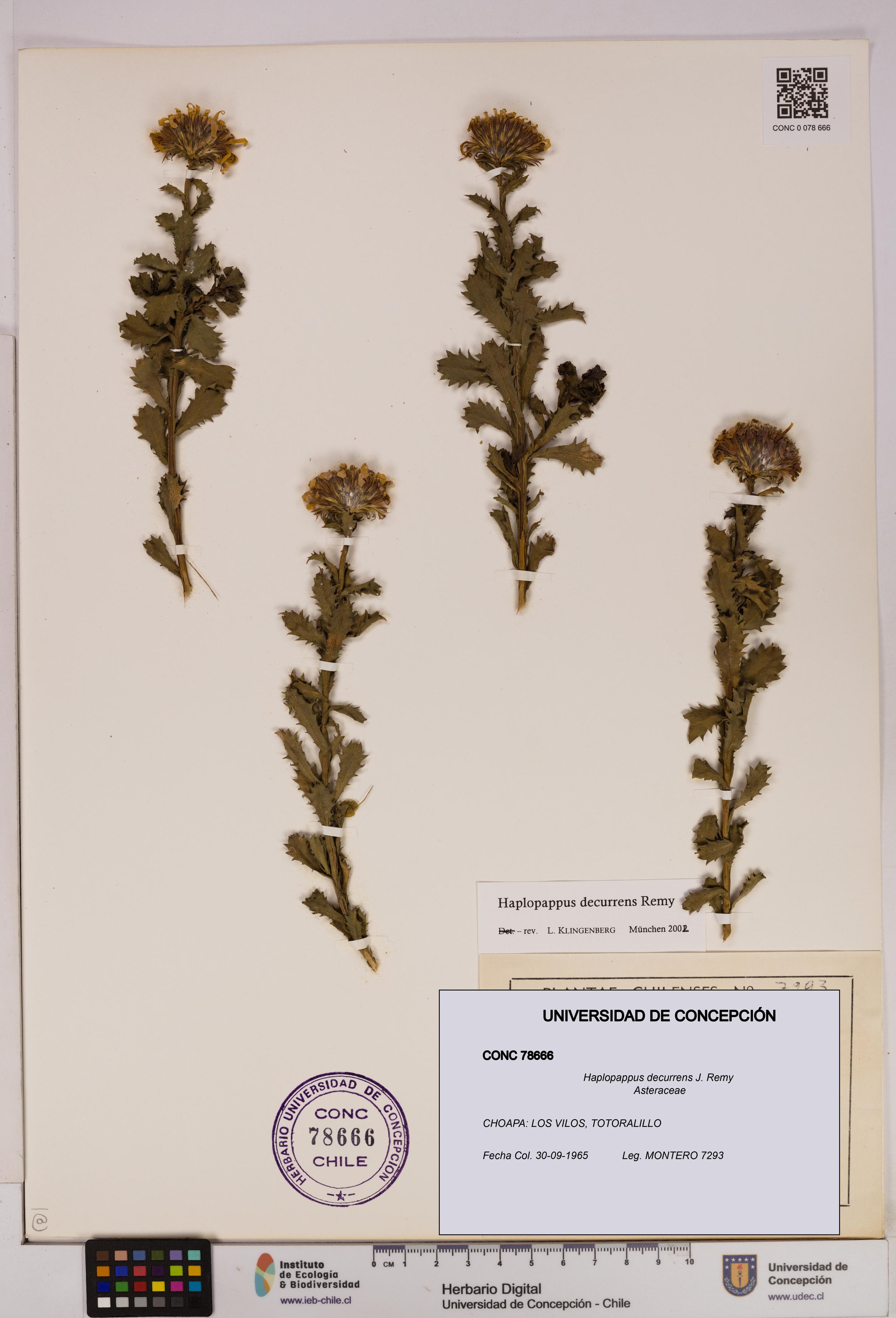 Haplopappus decurrens [Espécimen: UDEC:CONC:0078666]