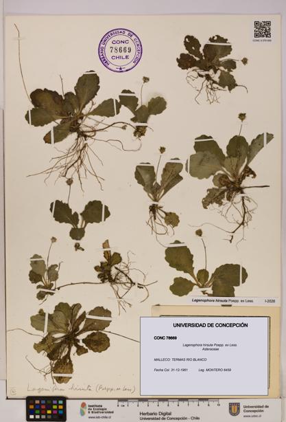 Lagenophora hirsuta [Espécimen: ]