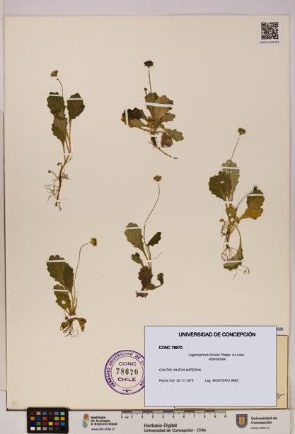 Lagenophora hirsuta [Espécimen: ]