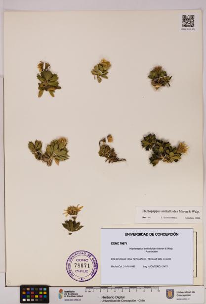 Haplopappus anthylloides [Espécimen: UDEC:CONC:0078671]
