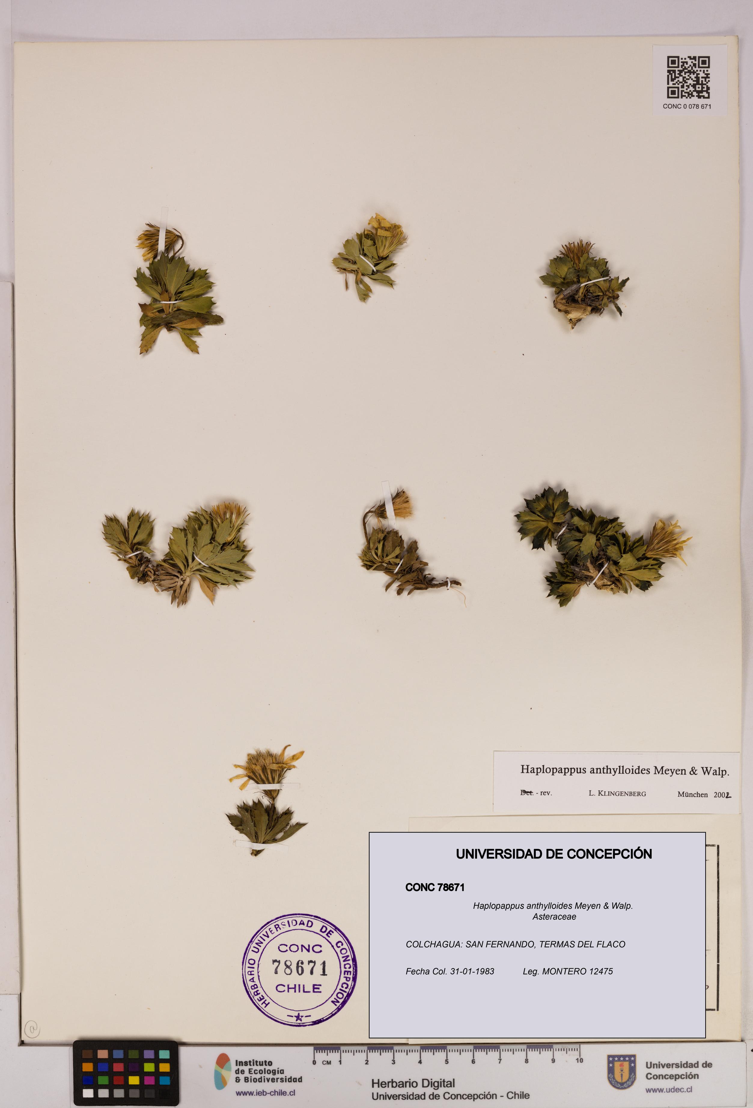 Haplopappus anthylloides [Espécimen: UDEC:CONC:0078671]