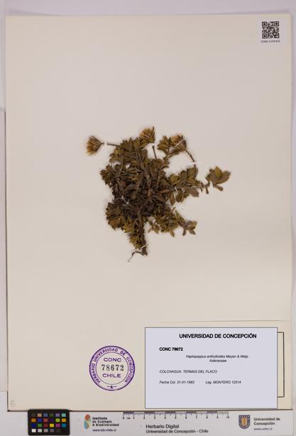 Haplopappus anthylloides [Espécimen: UDEC:CONC:0078672]