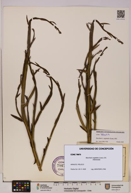 Baccharis sagittalis [Espécimen: UDEC:CONC:0078673]