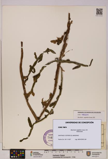 Baccharis sagittalis [Espécimen: UDEC:CONC:0078674]