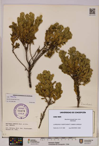 Baccharis obovata [Espécimen: UDEC:CONC:0078676]
