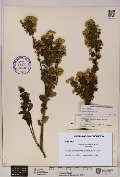 Baccharis obovata [Espécimen: UDEC:CONC:0078677]