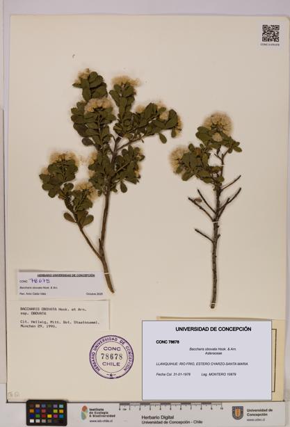 Baccharis obovata [Espécimen: UDEC:CONC:0078678]