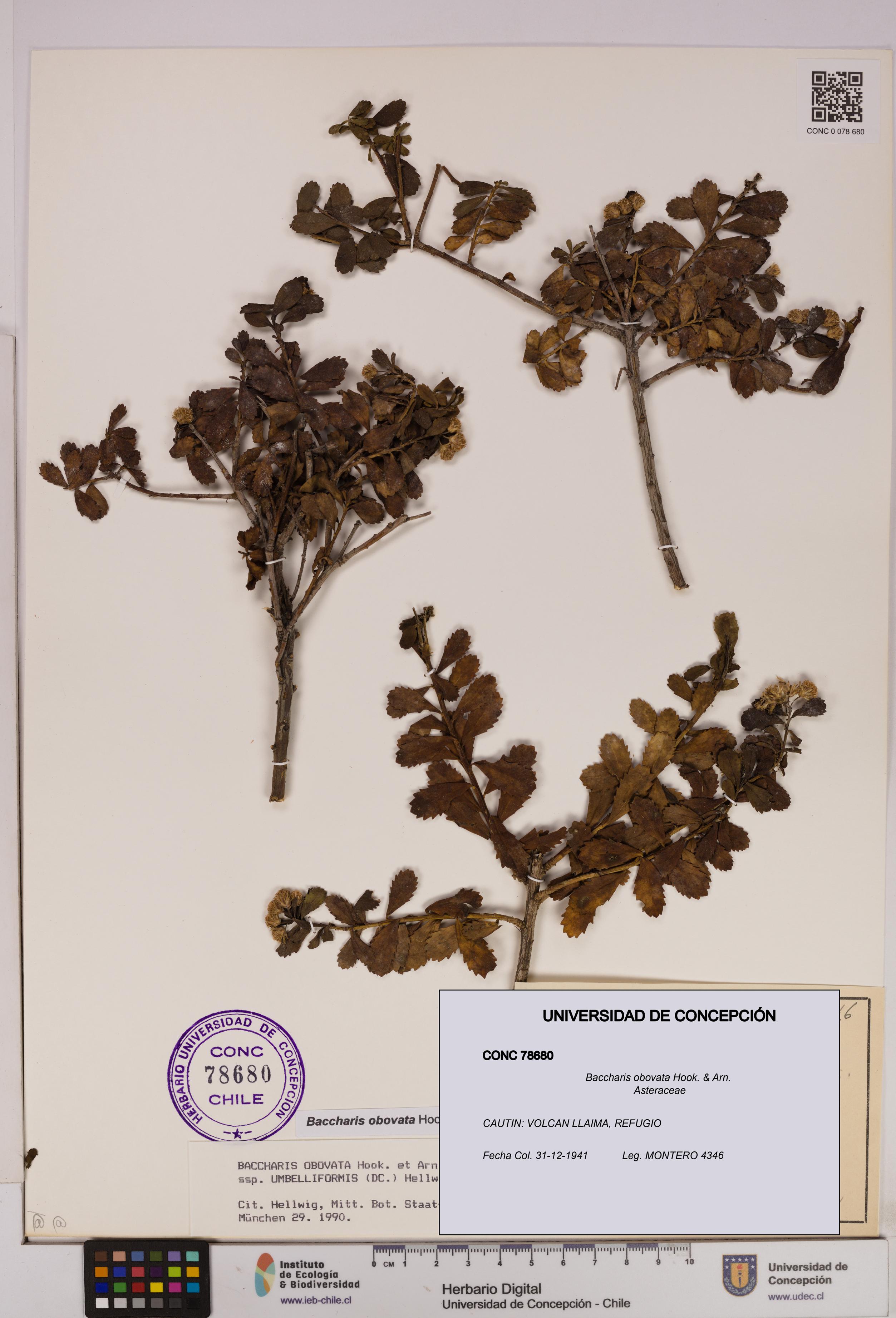Baccharis obovata [Espécimen: UDEC:CONC:0078680]