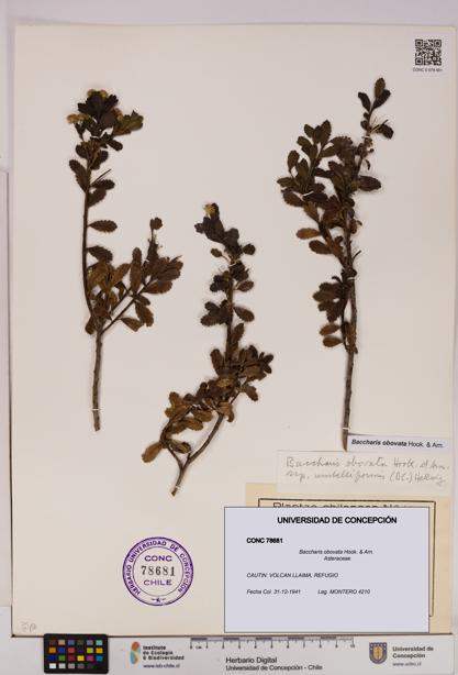 Baccharis obovata [Espécimen: UDEC:CONC:0078681]