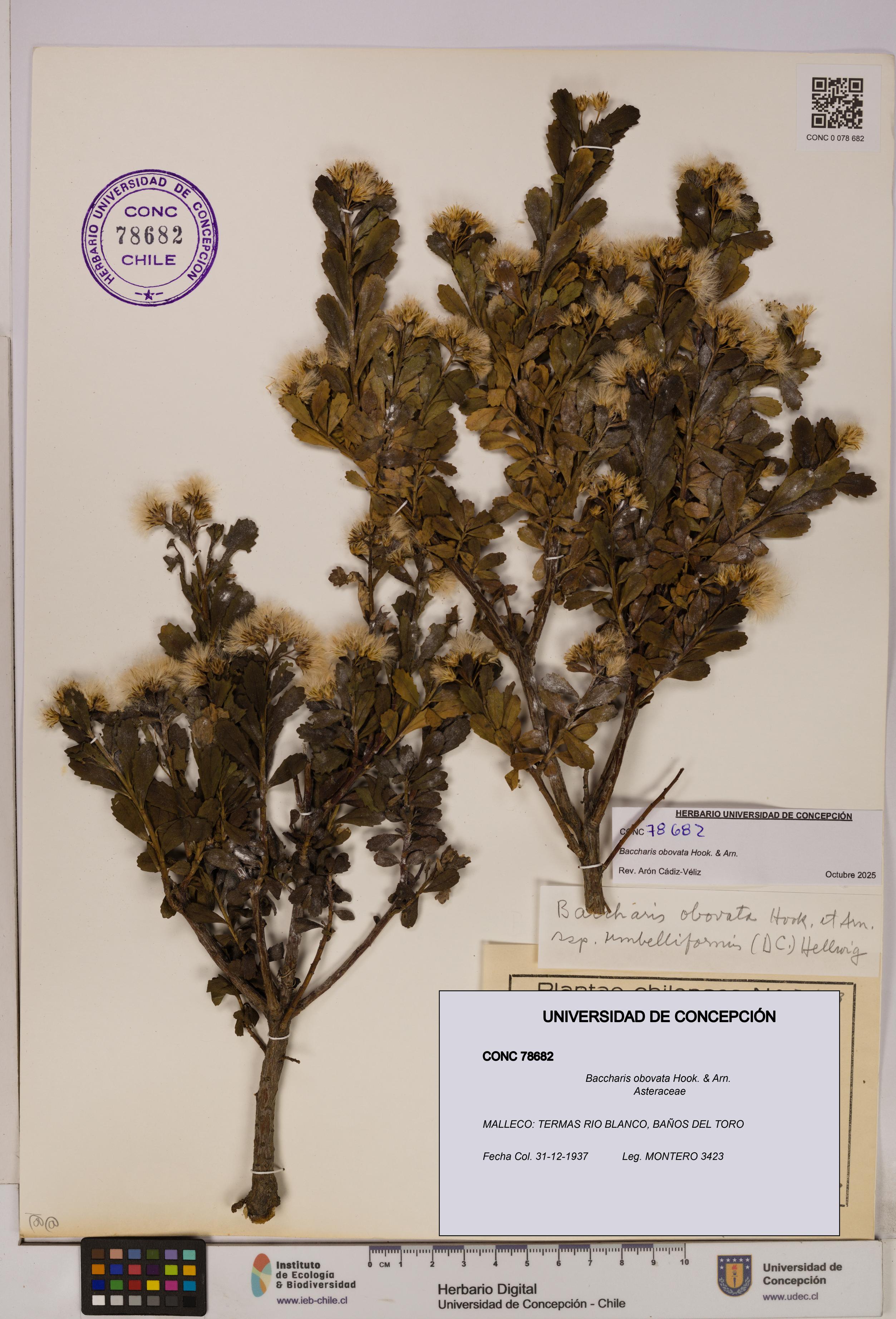 Baccharis obovata [Espécimen: UDEC:CONC:0078682]