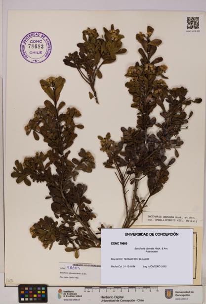 Baccharis obovata [Espécimen: UDEC:CONC:0078683]