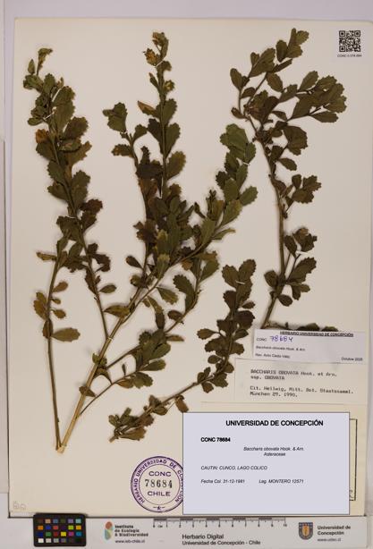 Baccharis obovata [Espécimen: UDEC:CONC:0078684]