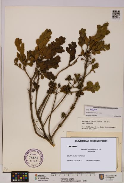 Baccharis obovata [Espécimen: UDEC:CONC:0078685]