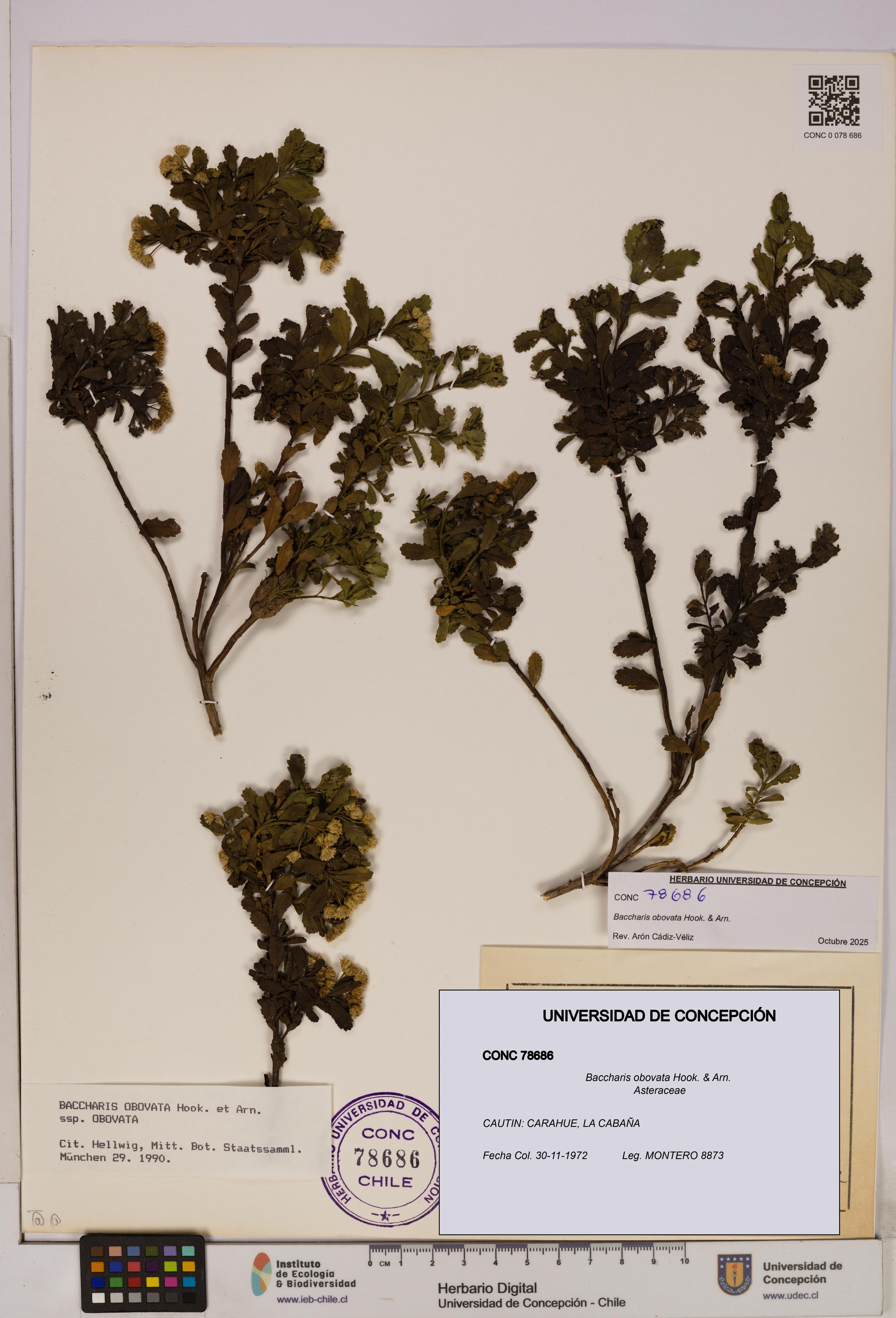 Baccharis obovata [Espécimen: UDEC:CONC:0078686]