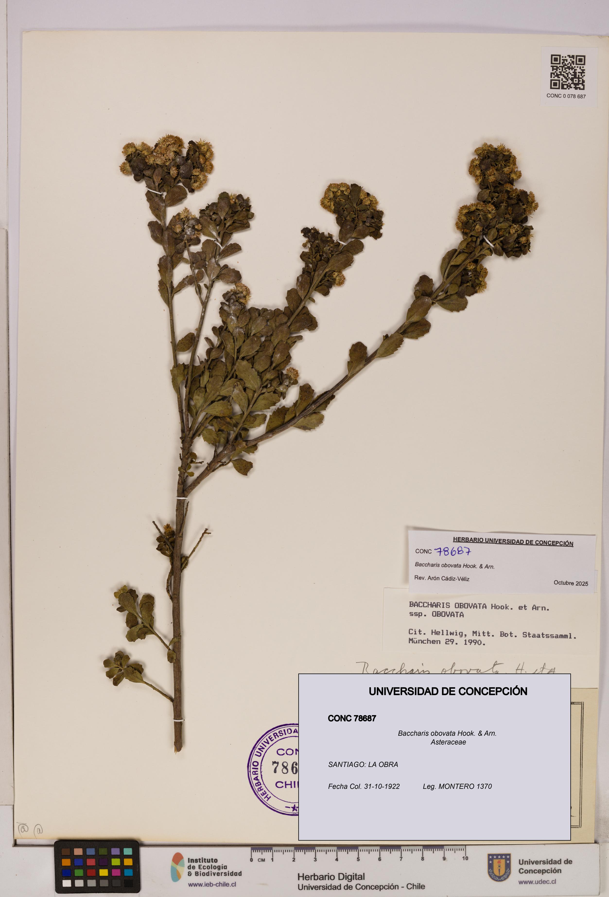 Baccharis obovata [Espécimen: UDEC:CONC:0078687]