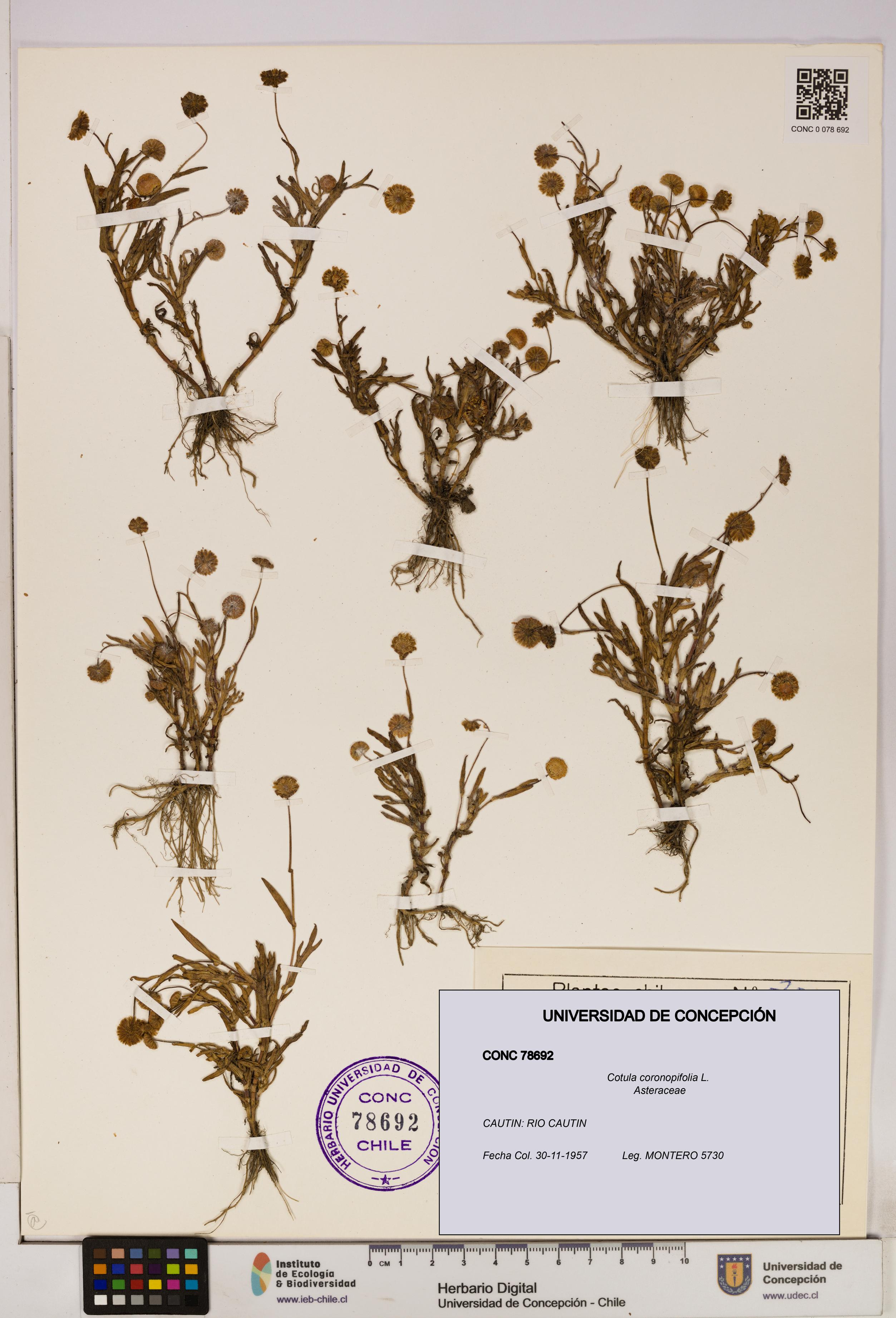 Cotula coronopifolia [Espécimen: UDEC:CONC:0078692]