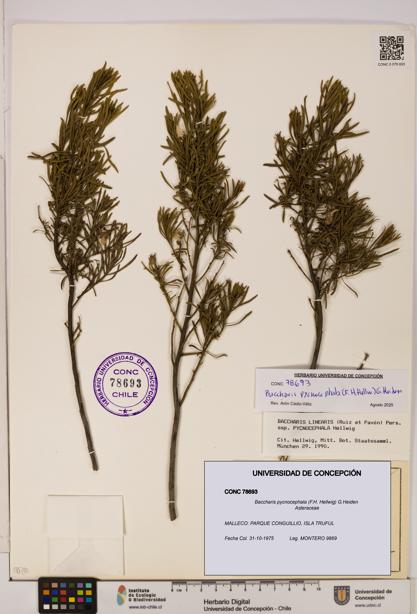Baccharis pycnocephala [Espécimen: UDEC:CONC:0078693]