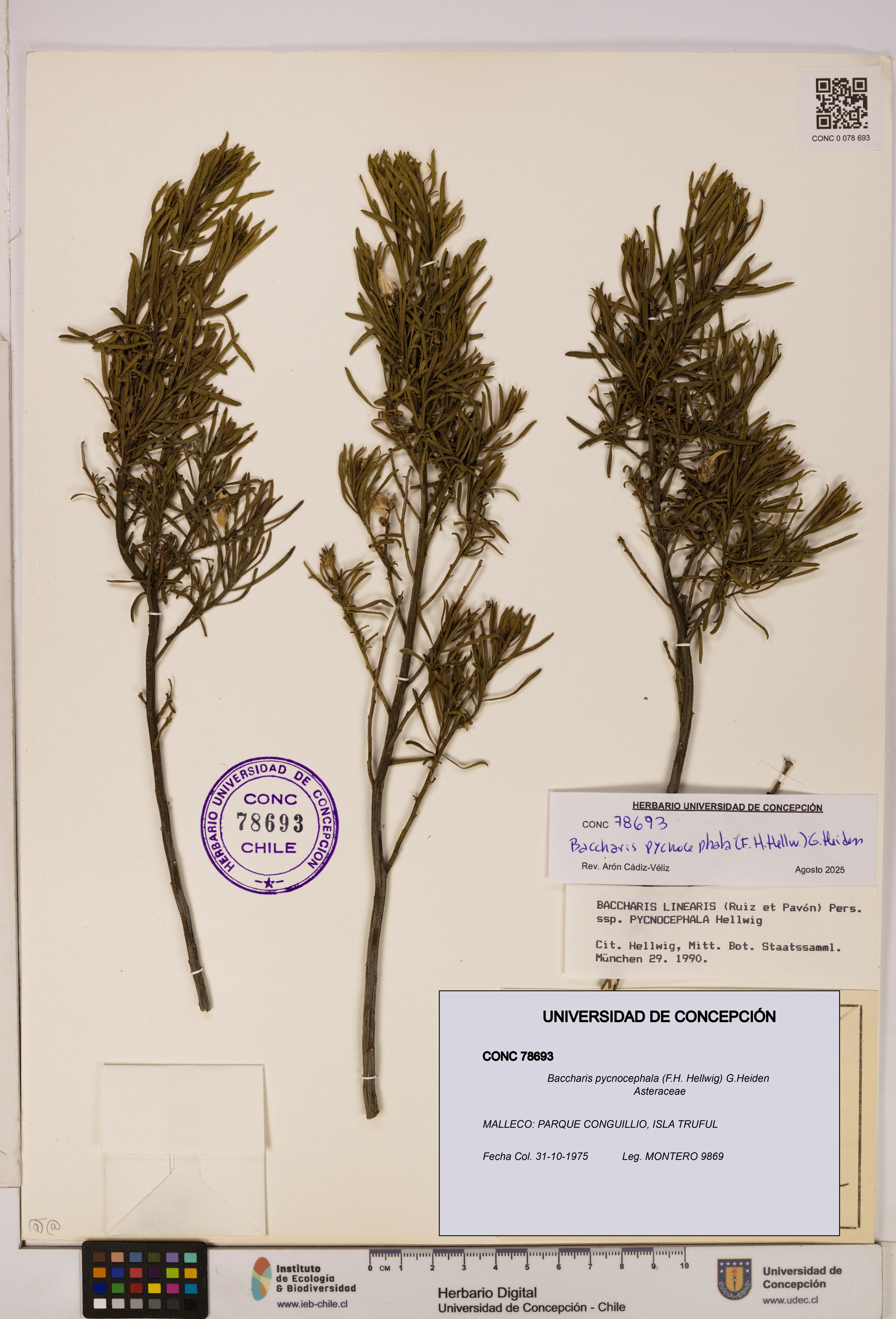 Baccharis pycnocephala [Espécimen: UDEC:CONC:0078693]
