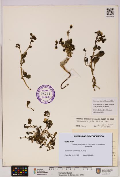 Cistanthe picta [Espécimen: UDEC:CONC:0078704]