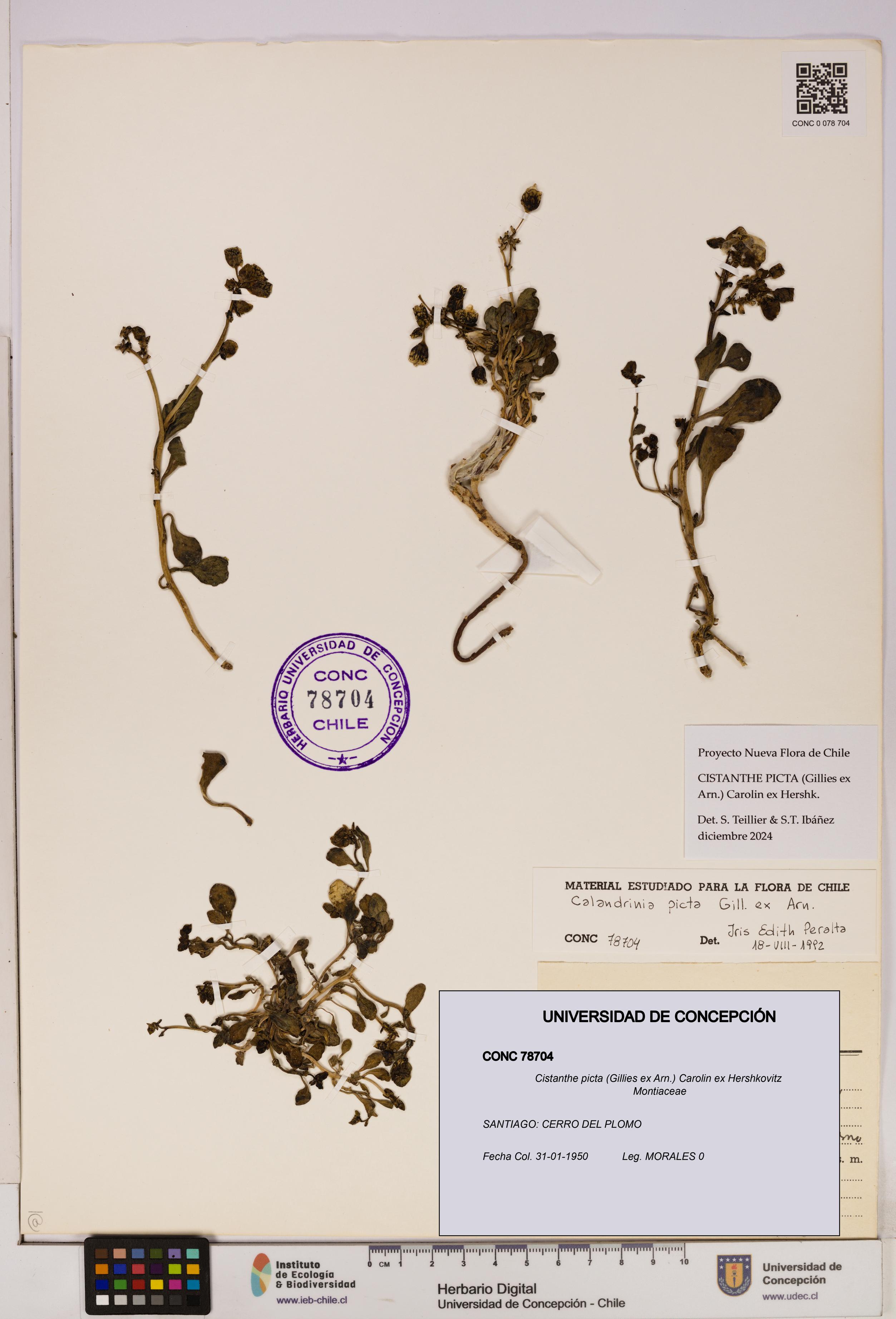 Cistanthe picta [Espécimen: UDEC:CONC:0078704]