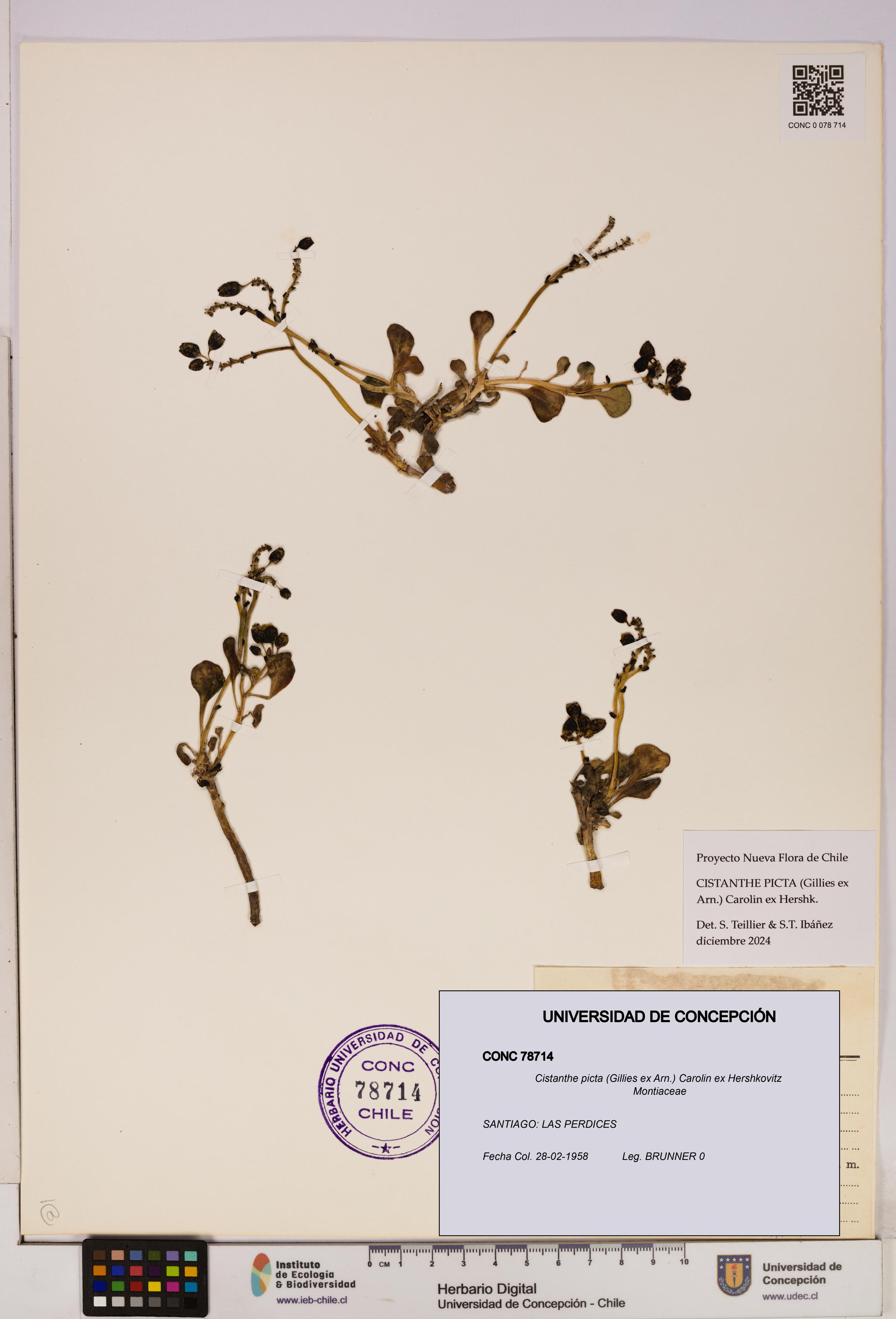 Cistanthe picta [Espécimen: UDEC:CONC:0078714]