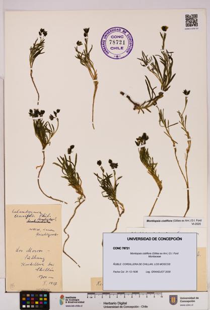 Montiopsis cistiflora [Espécimen: UDEC:CONC:0078721]