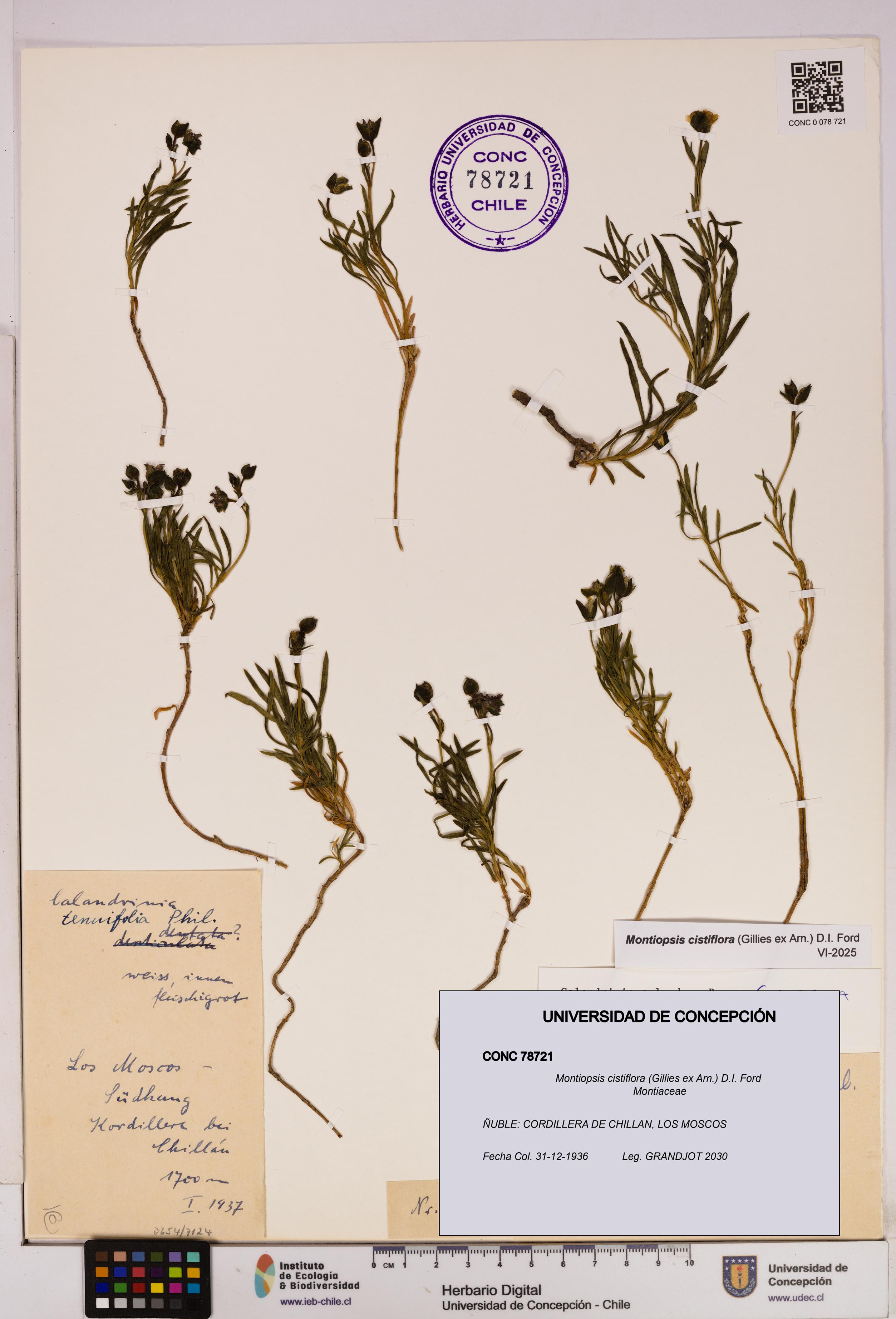 Montiopsis cistiflora [Espécimen: UDEC:CONC:0078721]