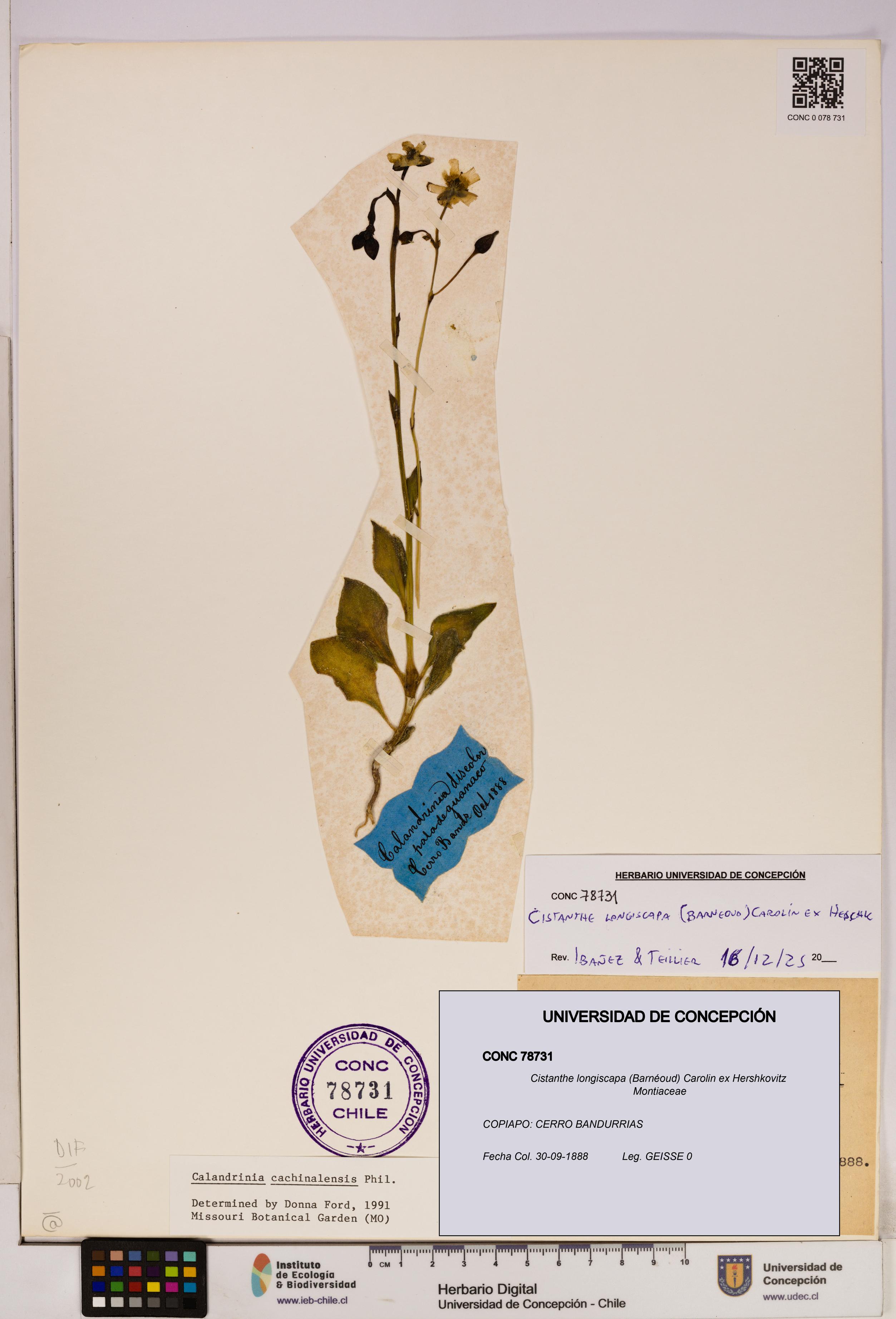 Cistanthe longiscapa [Espécimen: UDEC:CONC:0078731]