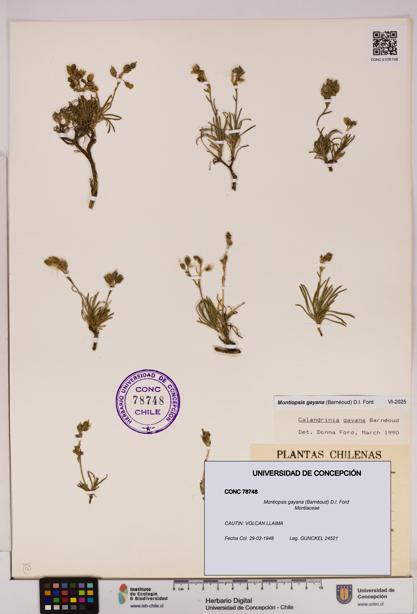 Montiopsis gayana [Espécimen: UDEC:CONC:0078748]