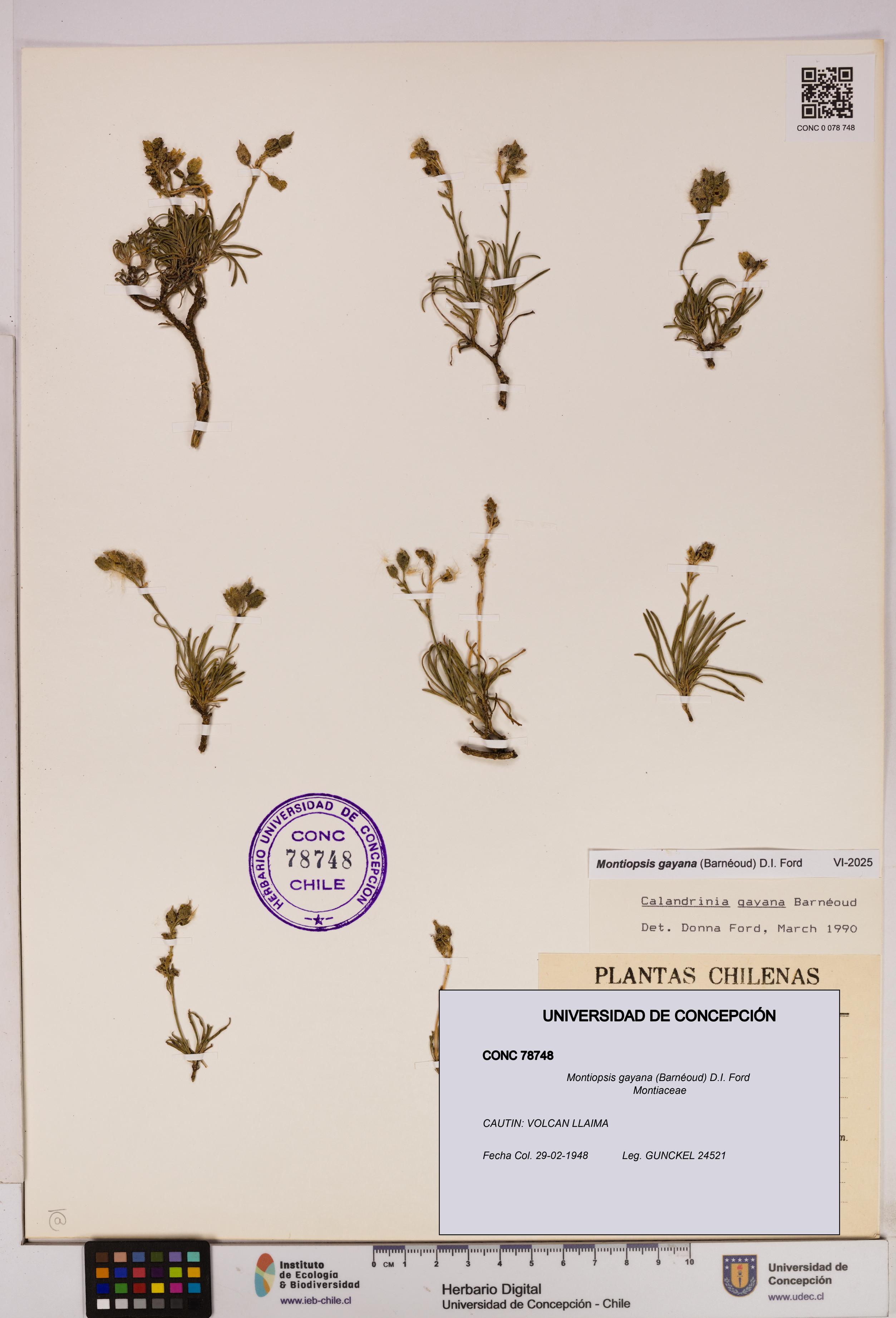 Montiopsis gayana [Espécimen: UDEC:CONC:0078748]