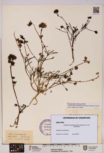 Cistanthe thyrsoidea [Espécimen: UDEC:CONC:0078751]